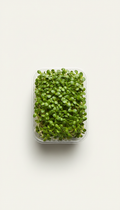 Sunflower Shoots