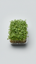 Broccoli Microgreens