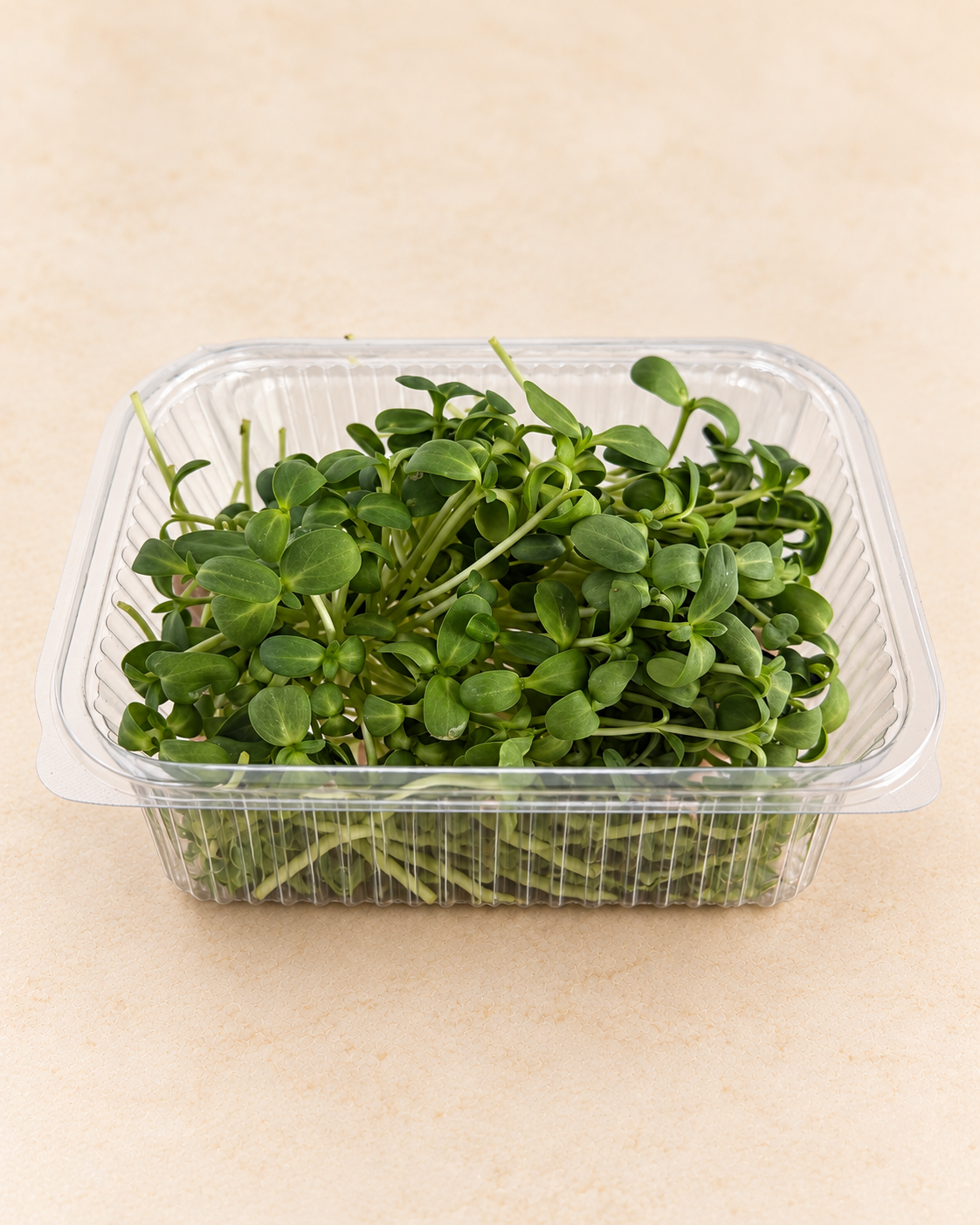Sunflower Shoot Microgreens