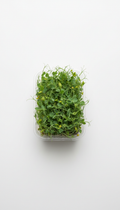 Pea Shoots