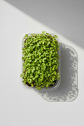 Radish Microgreens